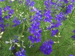 Image result for Delphinium consolida