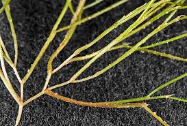 Attēlu rezultāti vaicājumam “Stuckenia filiformis leaf”