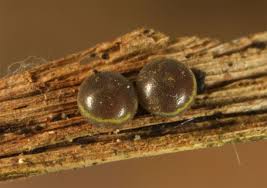 Attēlu rezultāti vaicājumam “Catocala fulminea”