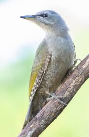 Attēlu rezultāti vaicājumam “Picus canus female”