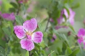 Attēlu rezultāti vaicājumam “Rosa majalis”