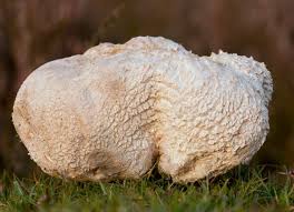 Attēlu rezultāti vaicājumam “Lycogala confusum macro”