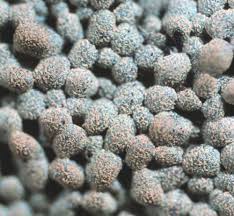 Attēlu rezultāti vaicājumam “Diderma chondrioderma spores”