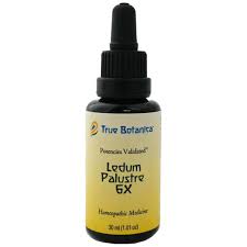 Attēlu rezultāti vaicājumam “Ledum palustre fruit”