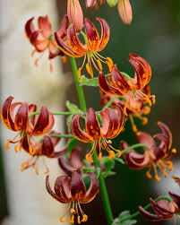 Image result for Lilium martagon `Arabian Night`