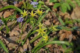 Attēlu rezultāti vaicājumam “Gagea lutea”