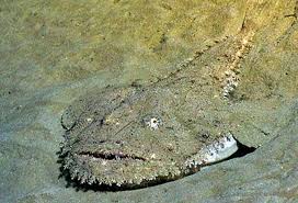 Image result for Lophius americanus