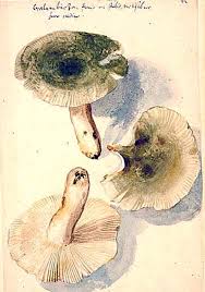 Attēlu rezultāti vaicājumam “Cribraria intricata young”