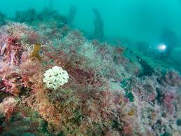 Image result for Peninsula Sub Aqua