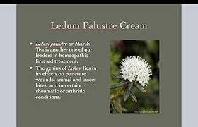 Attēlu rezultāti vaicājumam “Ledum palustre”