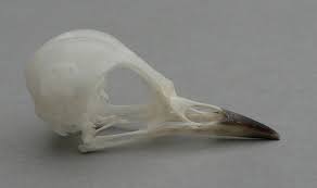 Image result for Dendroica magnolia