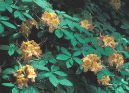 Attēlu rezultāti vaicājumam “Rhododendron calendulaceum”