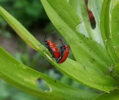 Attēlu rezultāti vaicājumam “Lilioceris lilii”