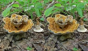 Attēlu rezultāti vaicājumam “Onnia tomentosa”