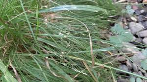 Attēlu rezultāti vaicājumam “Carex remota fruit”