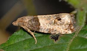 Attēlu rezultāti vaicājumam “Notocelia roborana”