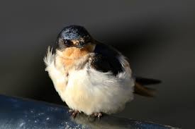 Attēlu rezultāti vaicājumam “Delichon urbicum juvenile”