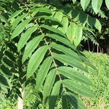 Attēlu rezultāti vaicājumam “Juglans cinerea leaf”