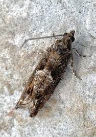 Attēlu rezultāti vaicājumam “Epinotia immundana”