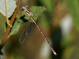 Attēlu rezultāti vaicājumam “Lestidae”