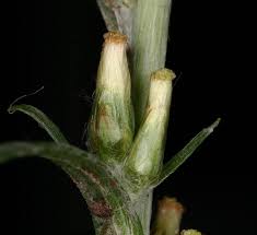 Attēlu rezultāti vaicājumam “Gnaphalium sylvaticum”