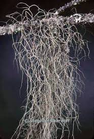 Attēlu rezultāti vaicājumam “Bryoria capillaris”