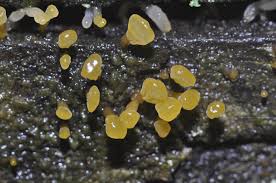 Attēlu rezultāti vaicājumam “Rosellinia desmazieri spores”