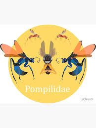 Attēlu rezultāti vaicājumam “Pompilidae”