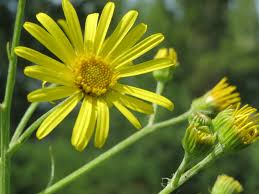 Attēlu rezultāti vaicājumam “Jacobaea paludosa”