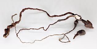 Attēlu rezultāti vaicājumam “Stemonitopsis hyperopta var. landewaldii”