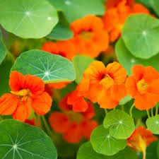 Attēlu rezultāti vaicājumam “Daucus sativus flower”