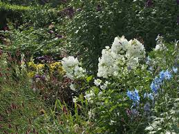 Image result for Phlox (großblumig)