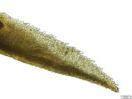 Attēlu rezultāti vaicājumam “Dichodontium pellucidum”