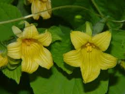 Attēlu rezultāti vaicājumam “Thladiantha dubia”