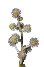 Attēlu rezultāti vaicājumam “Symphytocarpus trechisporus young”