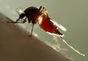 West Nile virus detected in York County PennLive