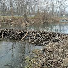 Image result for Beaver Sc