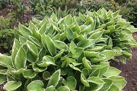 Image result for Hosta fortunei albomarginata
