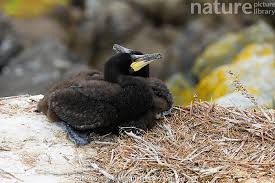 Attēlu rezultāti vaicājumam “Phalacrocorax carbo nest”