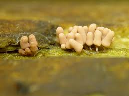 Attēlu rezultāti vaicājumam “Arcyria stipata macro”