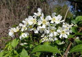 Attēlu rezultāti vaicājumam “Prunus padus var. roseiflora flower”