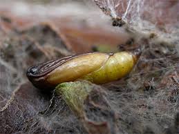 Attēlu rezultāti vaicājumam “Yponomeuta malinellus / cagnagella imago”