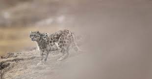 Image result for kernel panic snow leopard