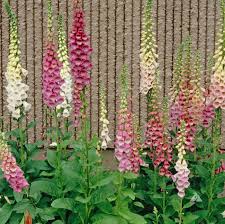 Image result for Digitalis purpurea
