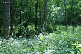 Attēlu rezultāti vaicājumam “Poa remota”