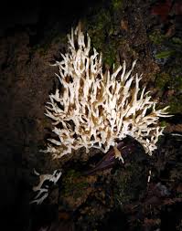 Attēlu rezultāti vaicājumam “Trechispora mollusca”