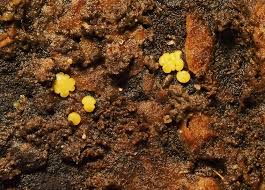 Attēlu rezultāti vaicājumam “Dianema nivale spores”