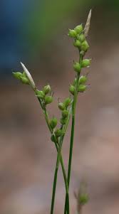 Attēlu rezultāti vaicājumam “Carex loliacea”