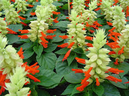 Image result for Salvia splendens
