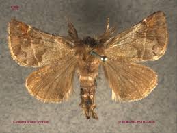 Attēlu rezultāti vaicājumam “Notodontidae”